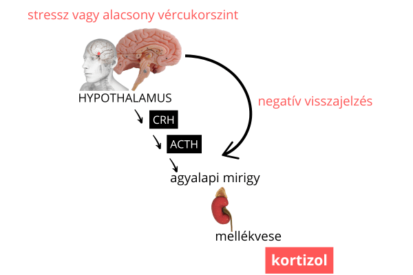 Kortizol szint